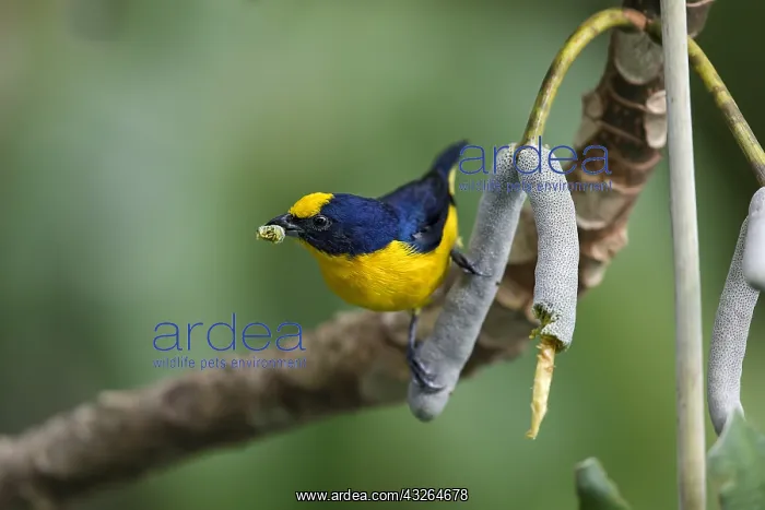 : Thick-billed Euphonia (Euphonia laniirostris), feeding : Thick-billed Euphonia (Euphonia laniirostris), feeding
