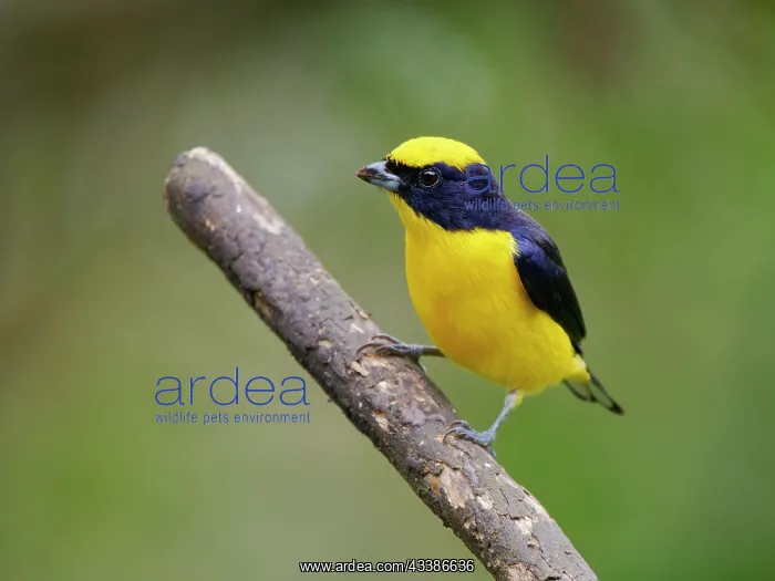 : Thick Billed Euphonia Euphonia laniirostris Ecua : Thick Billed Euphonia Euphonia laniirostris Ecua