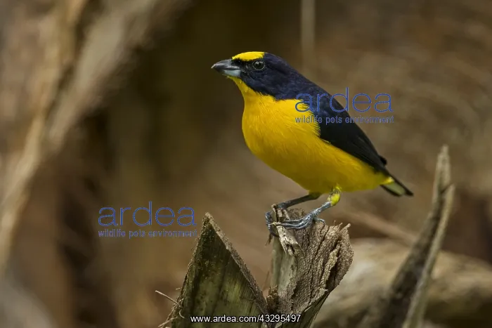 : Thick-billed Euphonia (Euphonia laniirostris) Rio : Thick-billed Euphonia (Euphonia laniirostris) Rio
