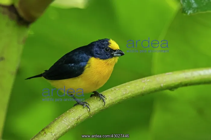 : Thick-billed Euphonia, male, Cueva de los Guacharos : Thick-billed Euphonia, male, Cueva de los Guacharos