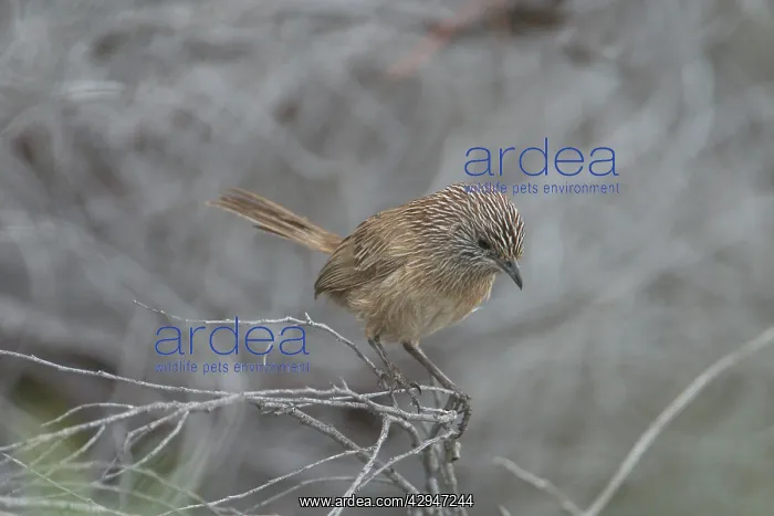 : Thick-billed Grasswren : Thick-billed Grasswren