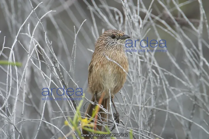 : Thick-billed Grasswren. Formerly Western Grasswren : Thick-billed Grasswren. Formerly Western Grasswren