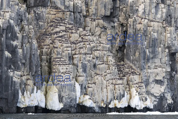: Thick-billed guillemot (Uria lomvia) on breeding rocks : Thick-billed guillemot (Uria lomvia) on breeding rocks