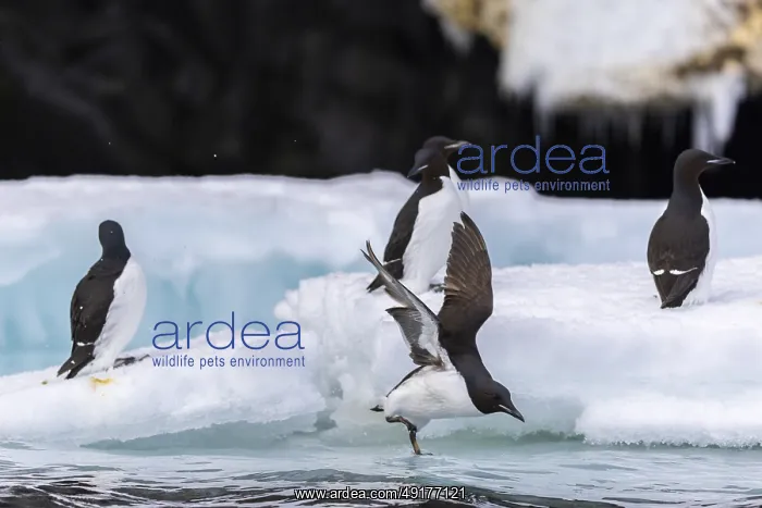  : Thick-billed guillemot (Uria lomvia) on an ice floe