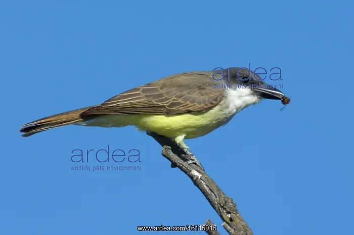  : Thick-billed Kingbird (Tyrannus crassirostris)