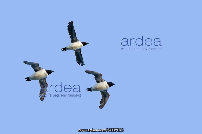 : Thick-billed Murre / Brunnich's Guillemot : Thick-billed Murre / Brunnich's Guillemot