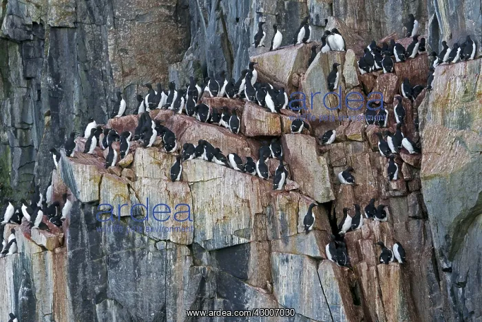 : Thick-billed Murre / Brunnich's Guillemot : Thick-billed Murre / Brunnich's Guillemot