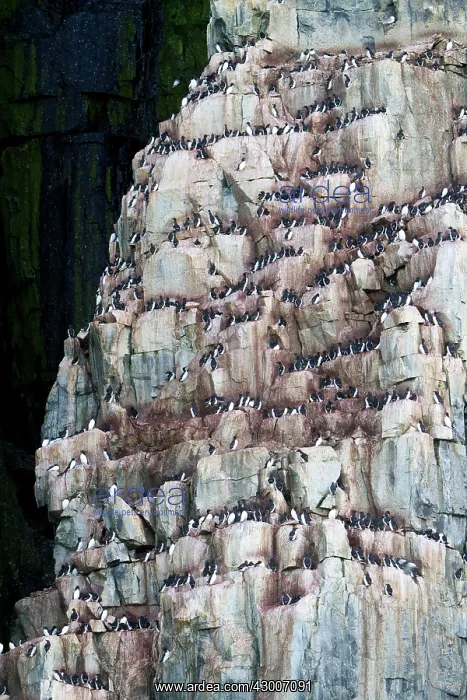 : Thick-billed Murre / Brunnich's Guillemot : Thick-billed Murre / Brunnich's Guillemot