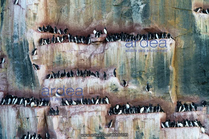: Thick-billed Murre / Brunnich's Guillemot : Thick-billed Murre / Brunnich's Guillemot