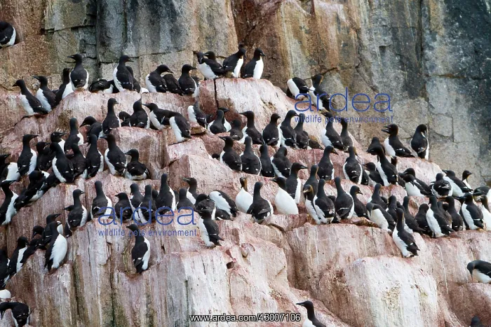 : Thick-billed Murre / Brunnich's Guillemot : Thick-billed Murre / Brunnich's Guillemot