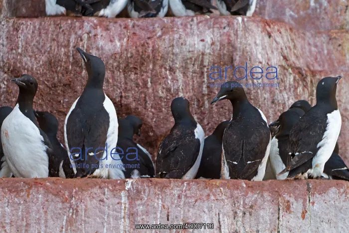 : Thick-billed Murre / Brunnich's Guillemot : Thick-billed Murre / Brunnich's Guillemot