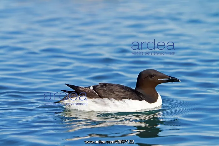 : Thick-billed Murre / Brunnich's Guillemot : Thick-billed Murre / Brunnich's Guillemot