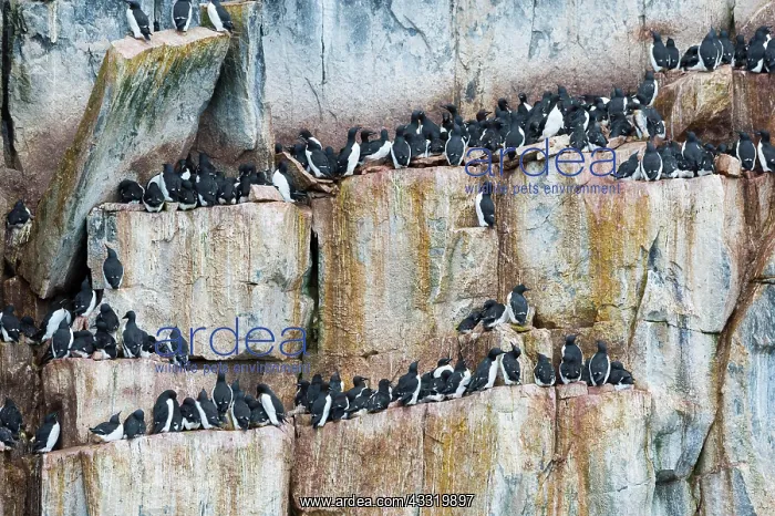 : Thick-billed murre (Uria lomvia) or guillemot colony : Thick-billed murre (Uria lomvia) or guillemot colony