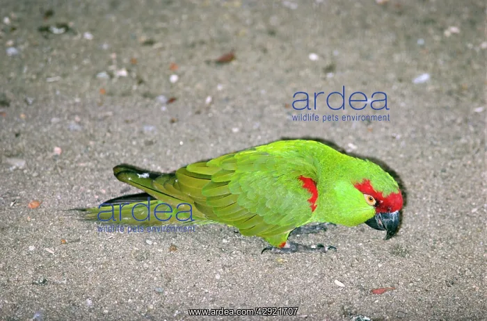: Thick-billed Parrot : Thick-billed Parrot