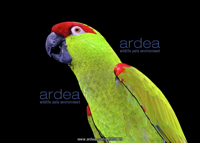 : Thick-billed Parrot : Thick-billed Parrot