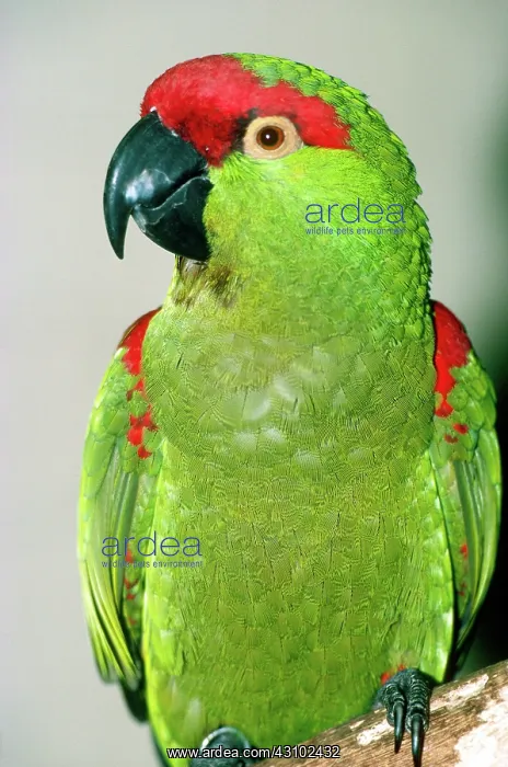 : Thick-billed Parrot : Thick-billed Parrot