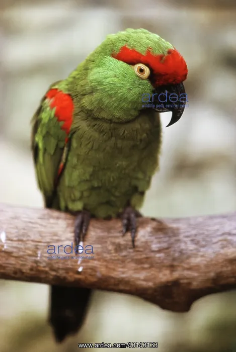 : Thick-billed Parrot : Thick-billed Parrot