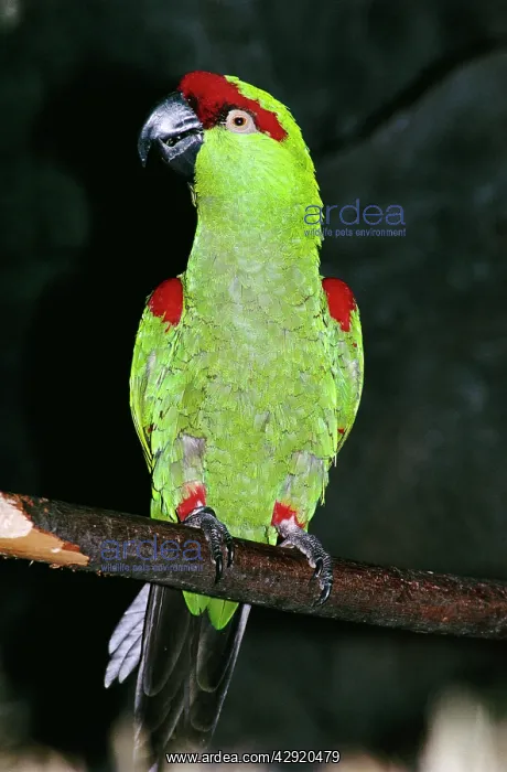 : Thick-billed Parrot - perched on branch : Thick-billed Parrot - perched on branch
