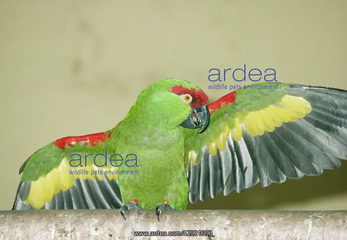 : Thick-Billed PARROT - Wings Outstretched : Thick-Billed PARROT - Wings Outstretched