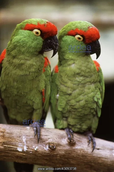  : Thick-billed Parrots