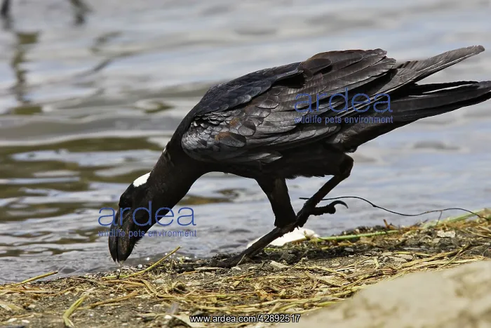 : Thick-billed Raven : Thick-billed Raven
