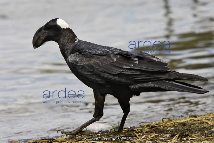 : Thick-billed Raven : Thick-billed Raven