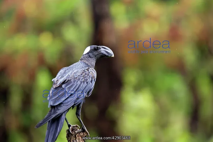 : Thick-billed Raven : Thick-billed Raven