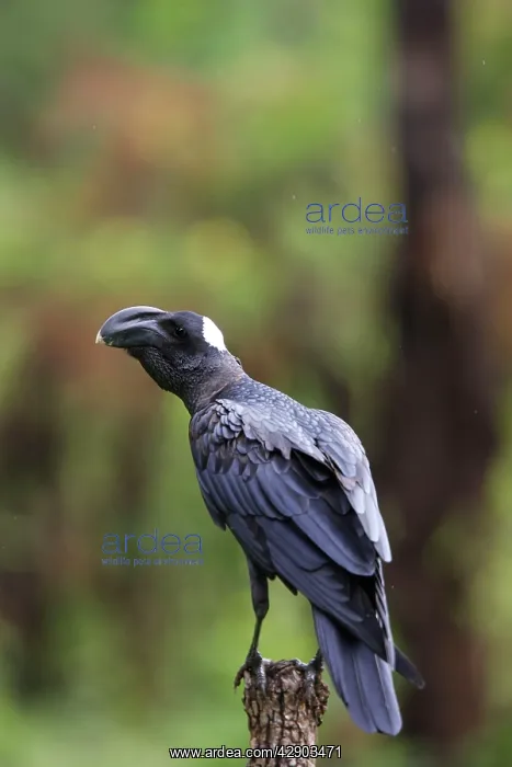 : Thick-billed Raven : Thick-billed Raven