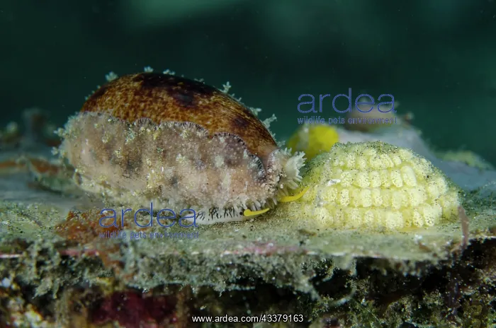 : Thick-edged Cowrie with eggs : Thick-edged Cowrie with eggs