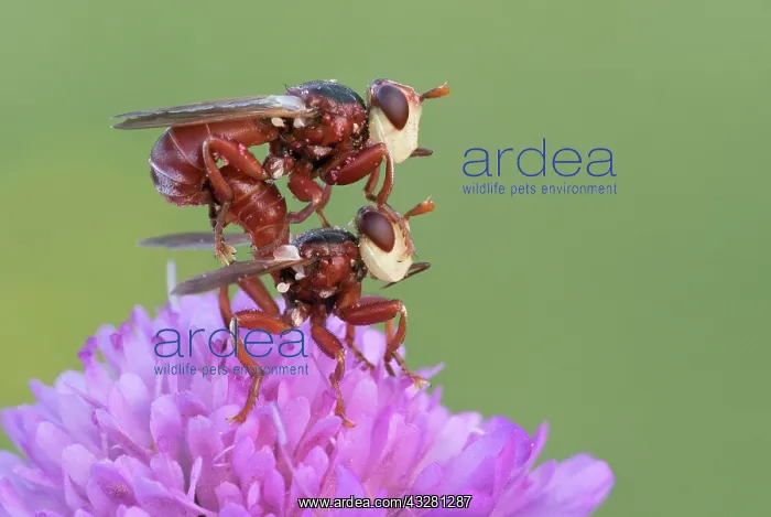: Two Thick-headed flies (Conopidae) mate on one flower : Two Thick-headed flies (Conopidae) mate on one flower