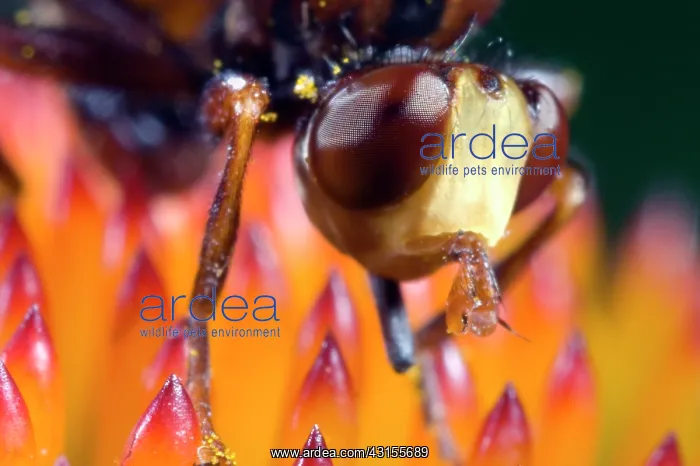 : Thick-headed Fly : Thick-headed Fly
