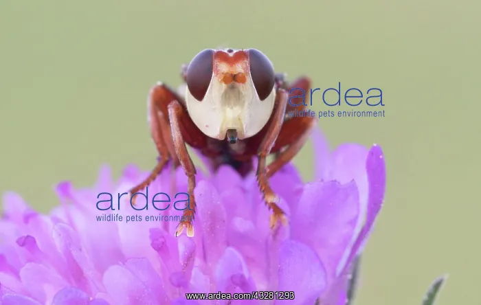  : Thick-headed fly (Conopidae) sitting on a flower