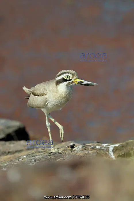 : Thick-knee : Thick-knee