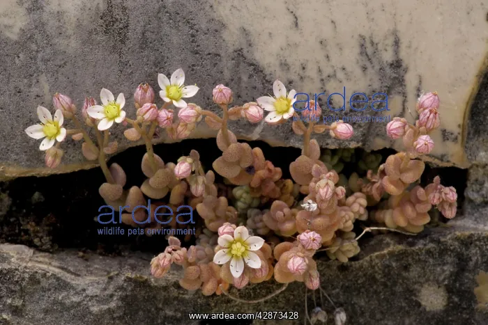 : Thick-leaved stonecrop : Thick-leaved stonecrop