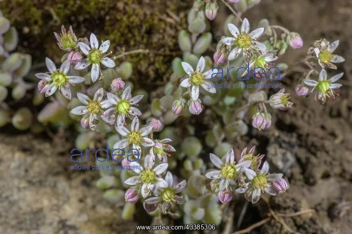 : Thick-leaved Stonecrop, Sedum dasyphyllum, in fl : Thick-leaved Stonecrop, Sedum dasyphyllum, in fl