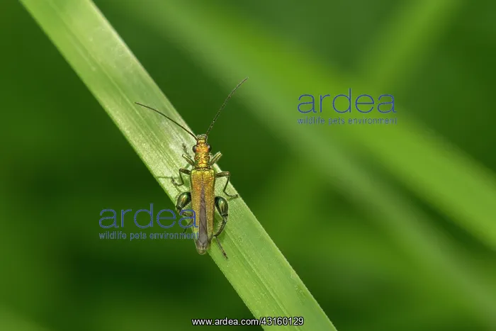 : Thick-legged Flower Beetle : Thick-legged Flower Beetle