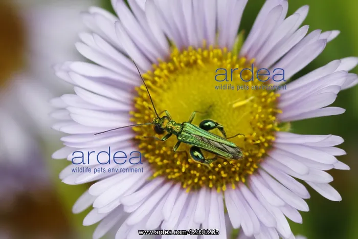 : Thick-legged Flower Beetle - on Erigeron Daisy Flower : Thick-legged Flower Beetle - on Erigeron Daisy Flower