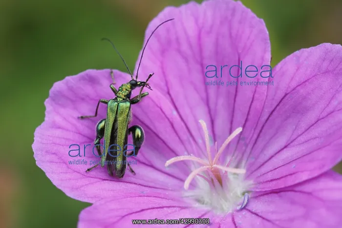: Thick-legged Flower Beetle - on Geranium flower : Thick-legged Flower Beetle - on Geranium flower