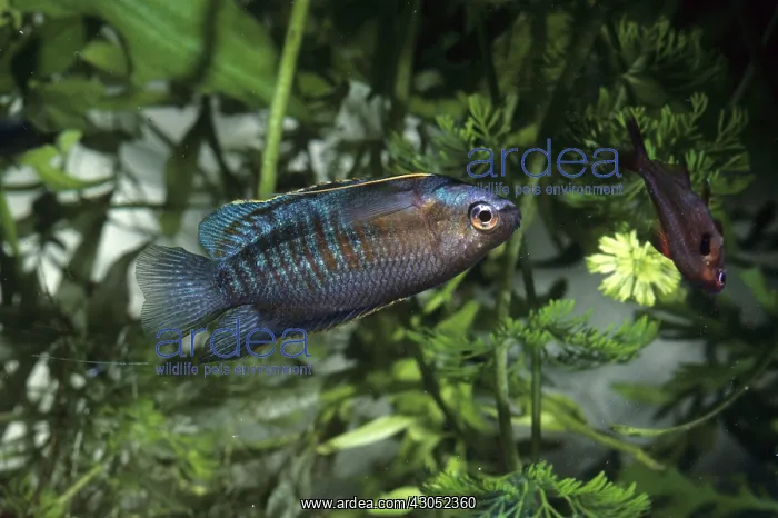 : Thick lipped Gourami : Thick lipped Gourami