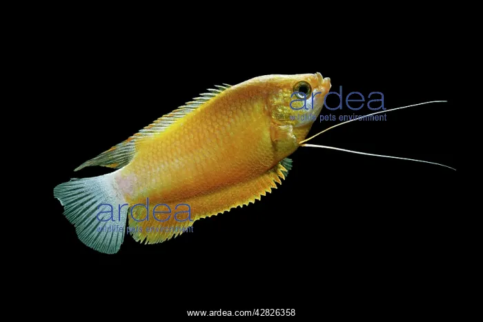 : Thick-lipped gourami (orange) - male side view : Thick-lipped gourami (orange) - male side view