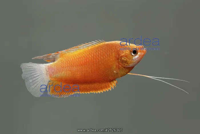 : Thick-Lipped gourami (orange) - male side view : Thick-Lipped gourami (orange) - male side view
