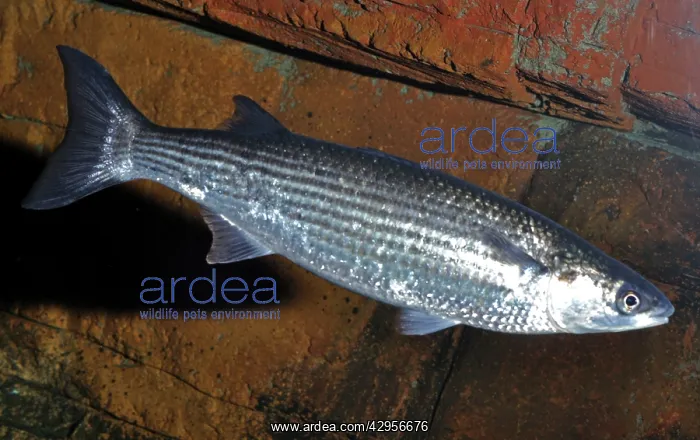 : Thick-lipped Mullet : Thick-lipped Mullet