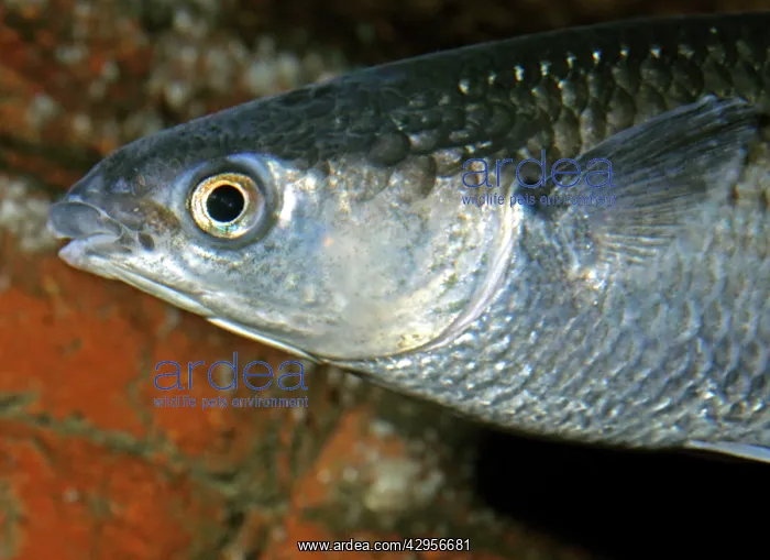 : Thick-lipped Mullet : Thick-lipped Mullet