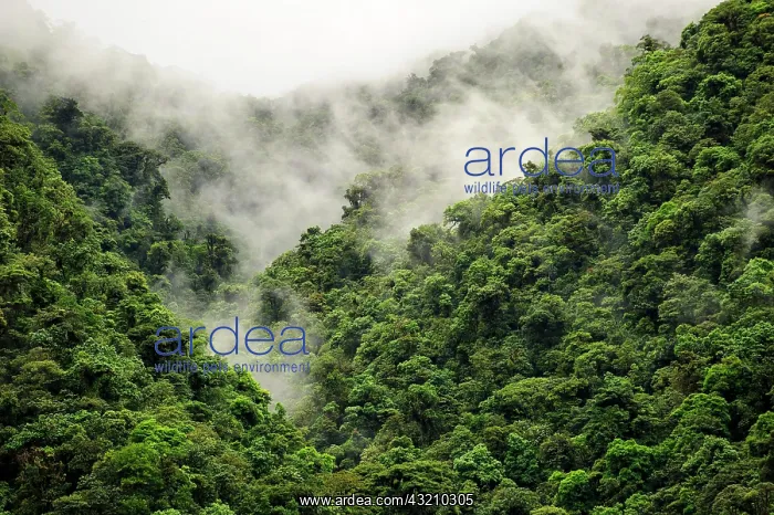 : Thick rainforest, mist, cloud forest, Braulio Carrillo : Thick rainforest, mist, cloud forest, Braulio Carrillo