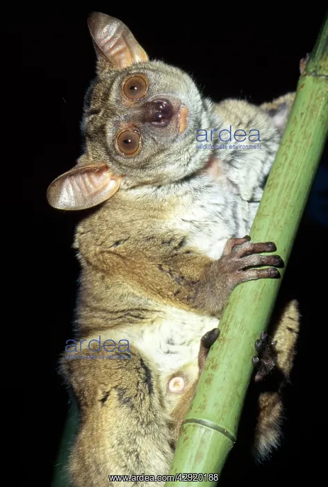 : Thick-tailed Bushbaby : Thick-tailed Bushbaby