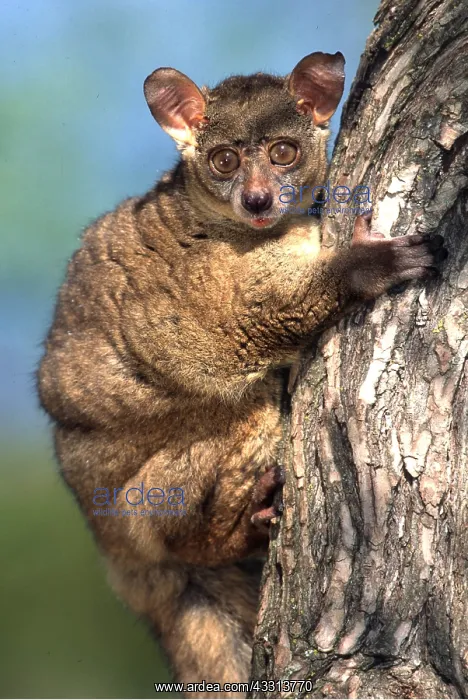 : THICK-TAILED BUSHBABY - clinging to tree trunk : THICK-TAILED BUSHBABY - clinging to tree trunk