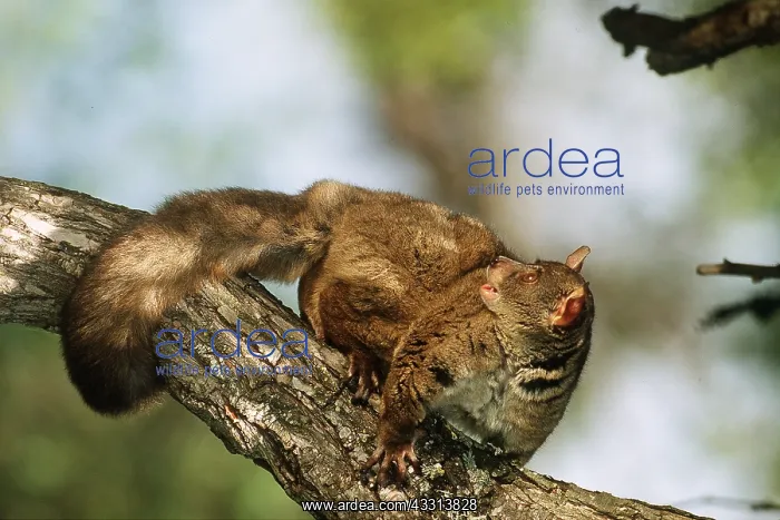 : THICK-TAILED BUSHBABY - on tree trunk : THICK-TAILED BUSHBABY - on tree trunk