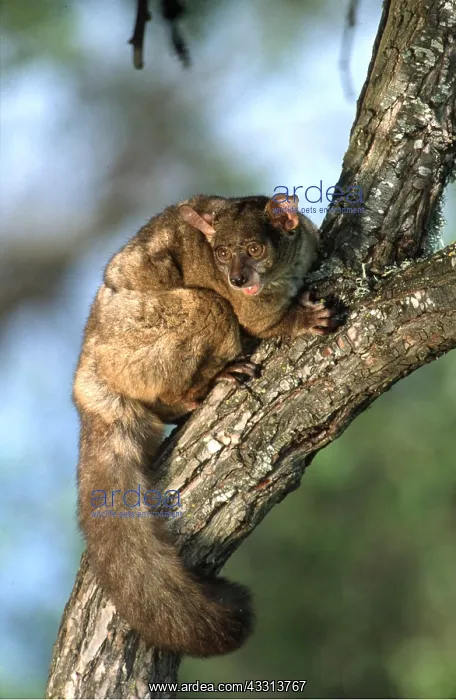 : THICK-TAILED BUSHBABY - on tree trunk, mouth open : THICK-TAILED BUSHBABY - on tree trunk, mouth open