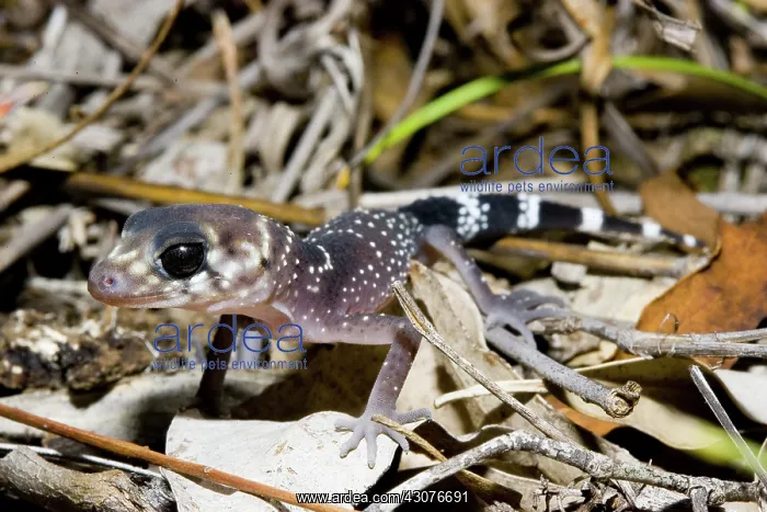  : Thick-tailed gecko
