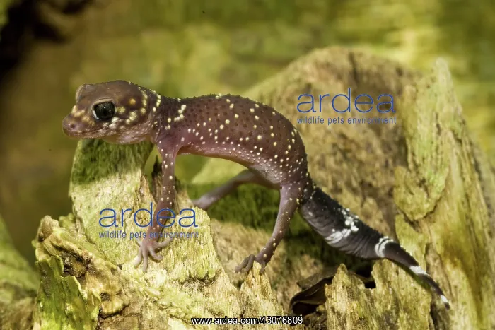 : Thick-tailed gecko : Thick-tailed gecko
